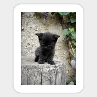 Little black cat Sticker